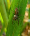 /album/salticidae/marpissa-radiata2-jpg/